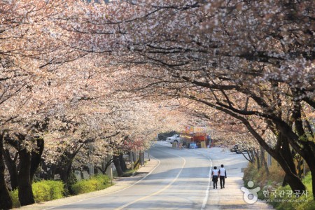 十里樱花路