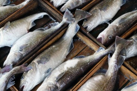 巨濟鱈魚水產節
