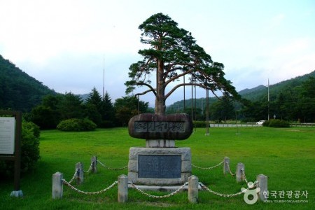 Jeongipum Pine Tree 