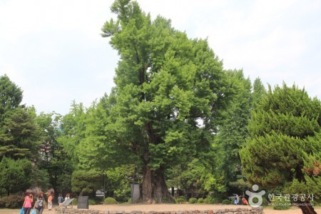 清州中央公園