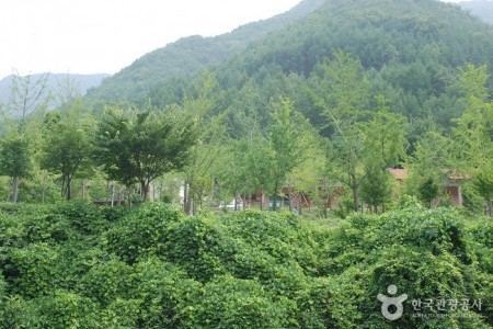Jangnyeongsan Natural Forest (장령산자연휴양림)