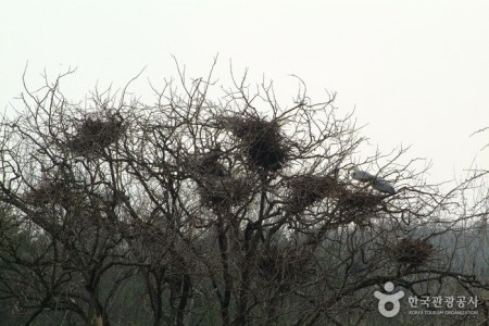 Jincheon Gray Heron Habitat 