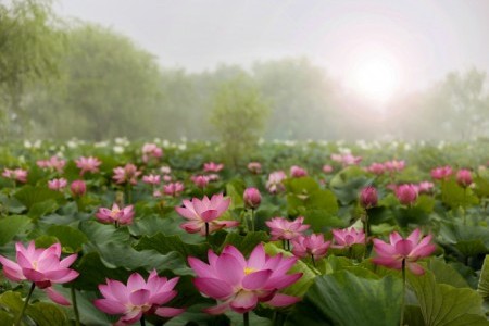 Buyeo Seodong Lotus Festival 