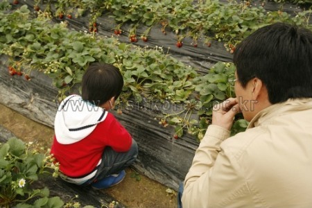 Nonsan Strawberry Festival 
