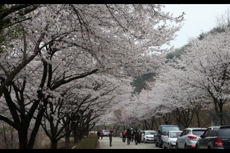 Silk Town Mountain Cherry Blossom Festival 