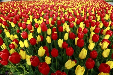 Taean Tulip Festival 