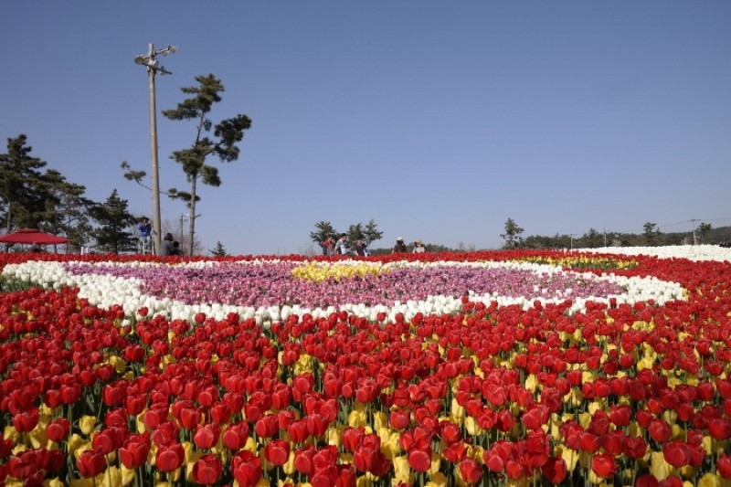 Taean Tulip Festival 태안 세계튤립축제 TRIPPOSE