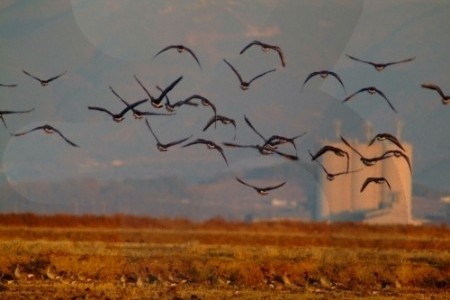 Cheonsuman Bay - Bird Sanctuary 