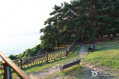 舒川马梁里山茶林서천 마량리 동백나무 숲