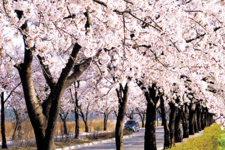 Gyeongpo Cherry Blossom Festival 