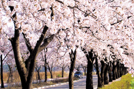 鏡浦台桜祭り