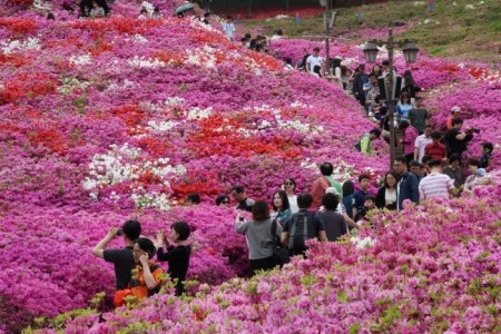 軍浦ツツジ祭り