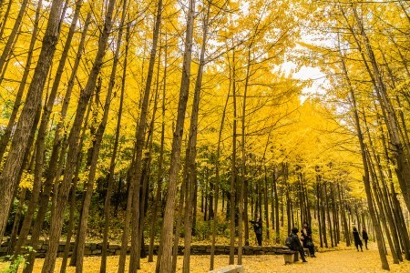 Seoul Forest