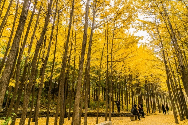 Seoul Forest | 서울숲 : TRIPPOSE