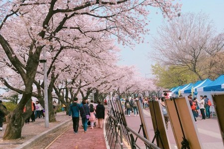 永登浦汝矣島春の花祭り