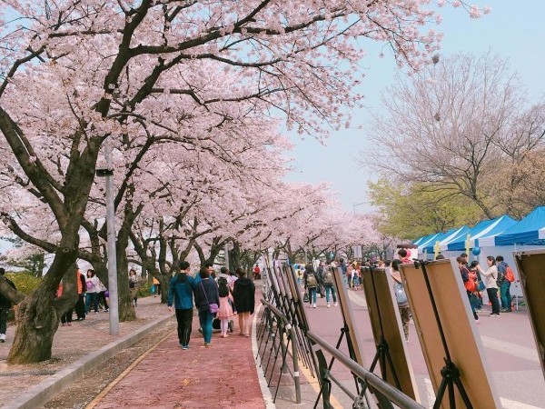 Yeongdeungpo Yeouido Spring Flower Festival | 영등포 여의도 봄꽃축제 : TRIPPOSE