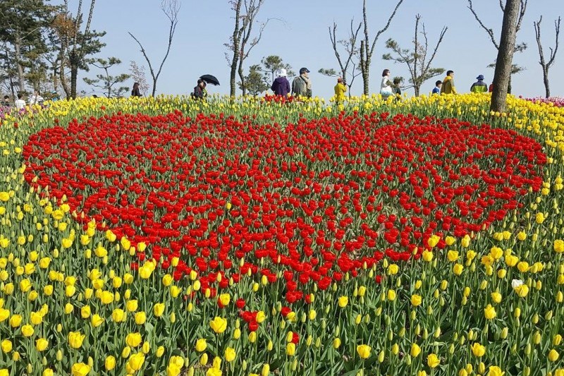 Taean Tulip Festival 태안 세계튤립축제 TRIPPOSE