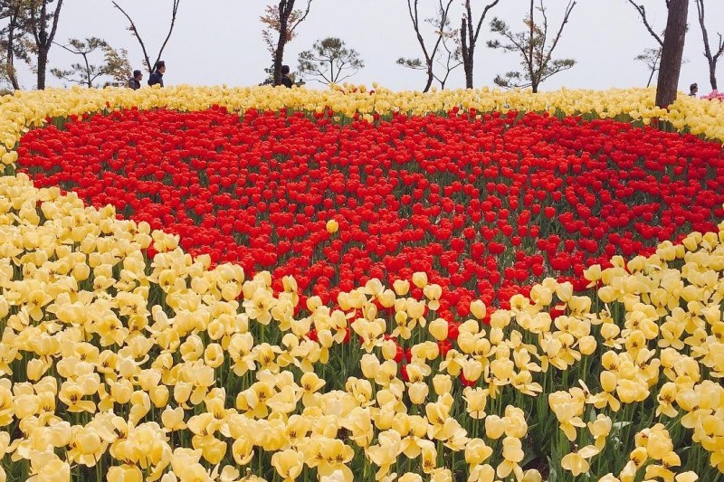 Taean Tulip Festival 태안 세계튤립축제 TRIPPOSE