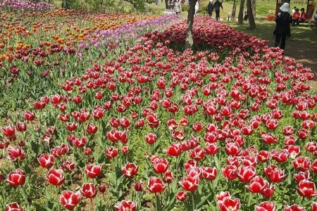 韓国道路公社樹木園