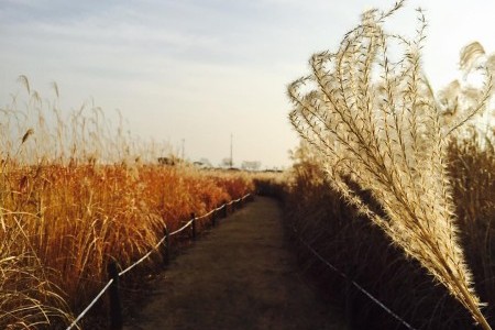 天空公園迎日活動