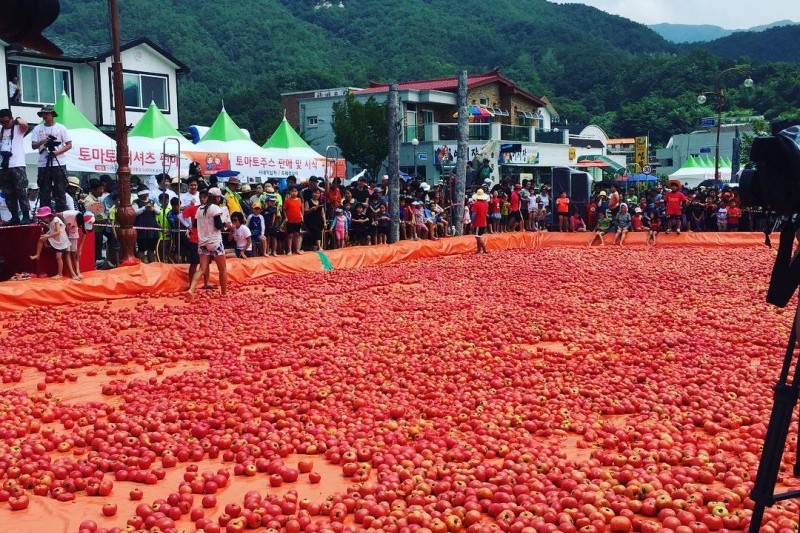 Hwacheon Tomato Festival 화천토마토축제 TRIPPOSE