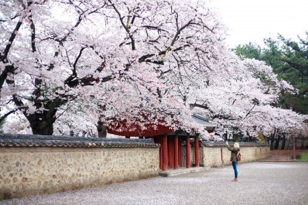 慶州桜祭り