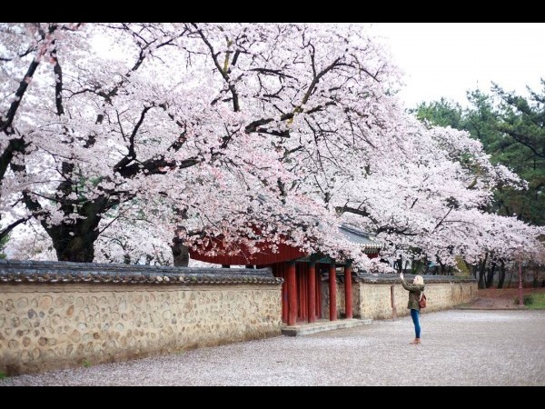慶州桜祭り | 경주 벚꽃축제 : トリップポーズ