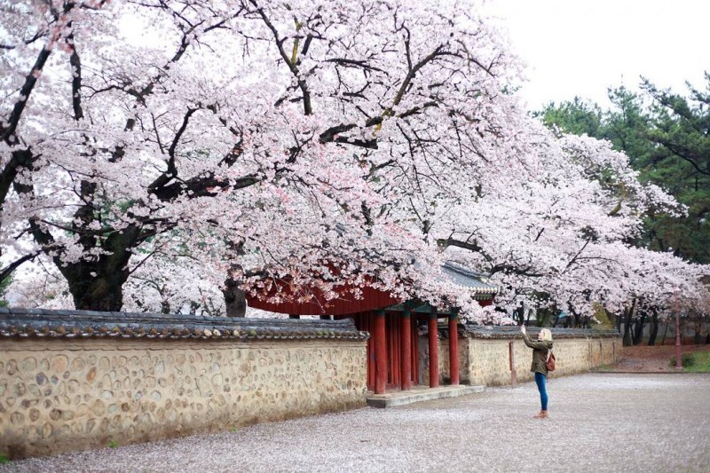 Gyeongju Cherry Blossom Festival | 경주 벚꽃축제 : TRIPPOSE