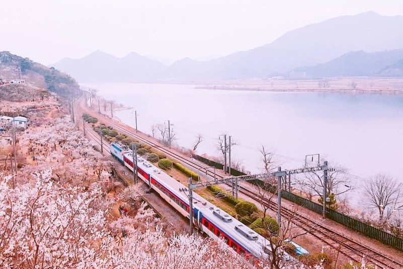 3月 5月韓国 花祭りまとめ17 春の花と祭りが一度に楽しめる祭りをご紹介します トリップポーズ