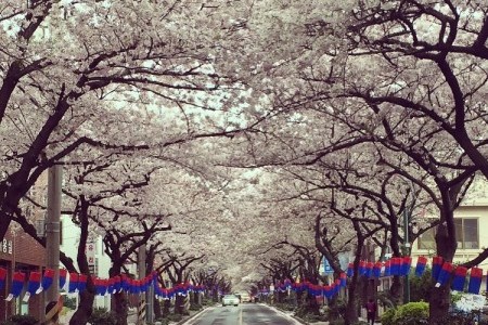 済州ソメイヨシノ祭り