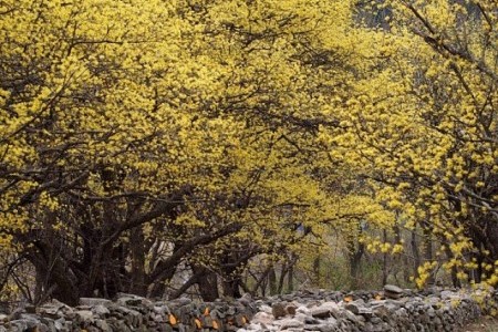 利川栢沙山茱萸慶典