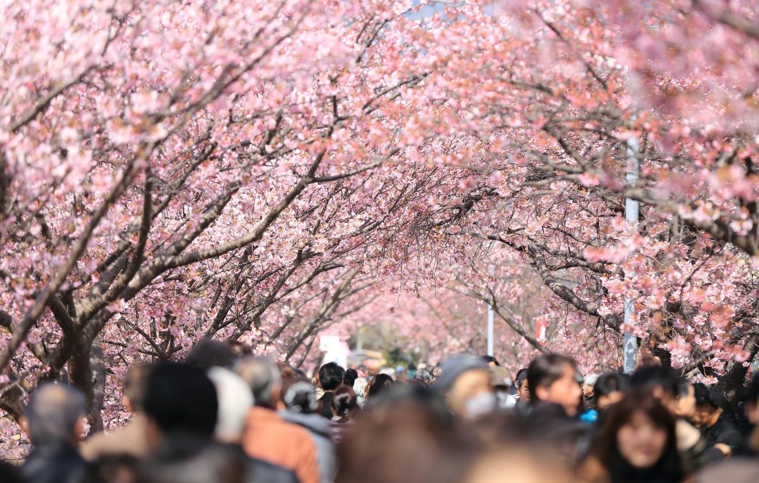 Best places to visit in South Korea! Korea’s Best Springtime