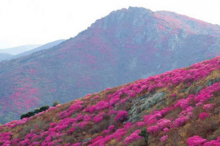 灵鹫山金达莱庆典