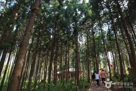 Cypress Forest Woodland 