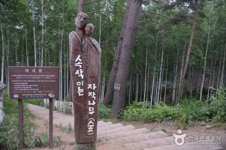 Wondae-ri Birch Forest 