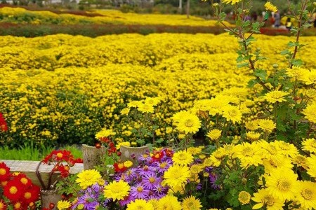 瑞山菊花節