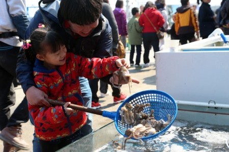 Seocheon Camellia Octopus Festival 