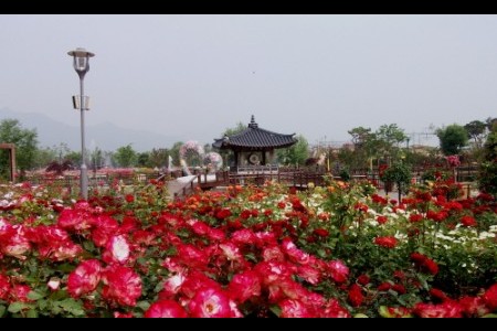International Rose Festival Gokseong 