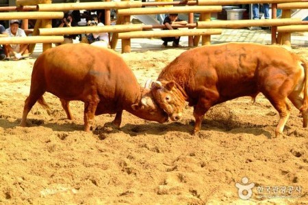 清道闘牛祭り