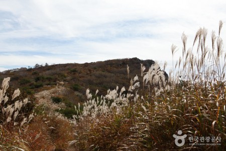 Korean Rosebay and Reed Habitat of Biseulsan Mountain 