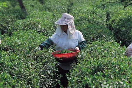 梅岩茶文化博物館