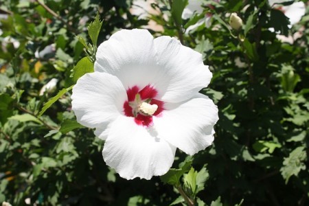 Rose of Sharon Festival of The Garden of Morning Calm 