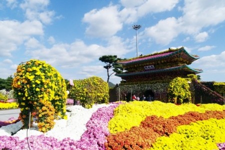 韩国菊花展览会