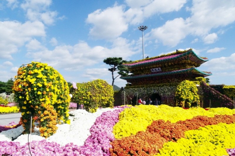 Hampyeong Grand Chrysanthemum Festival | 대한민국 국향대전 : TRIPPOSE