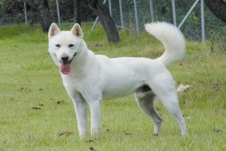 Jindo Dog 