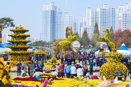 益山千万朵菊花节익산천만송이국화축제