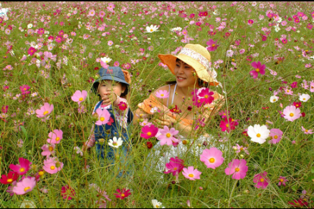 Samcheok King’s Cosmos Festival 