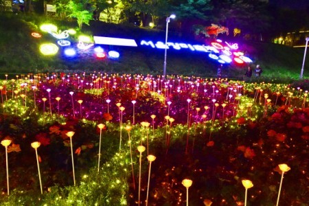 Seoul Rose Festival (서울장미축제)