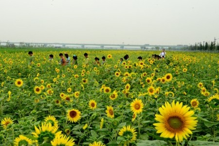 Daejeo Ecological Park (대저생태공원)