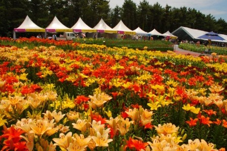 泰安百合花庆典(태안 백합꽃축제)